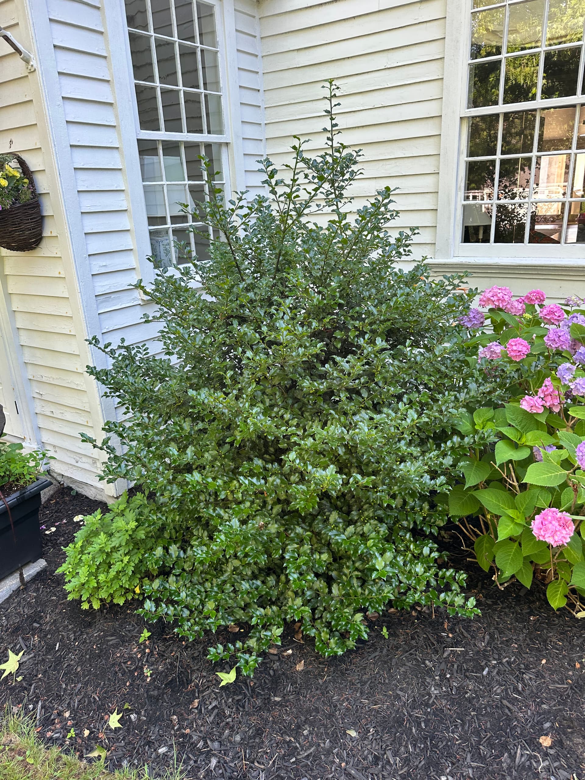 Why Hand Pruning a Holly the Right Way Actually Matters image