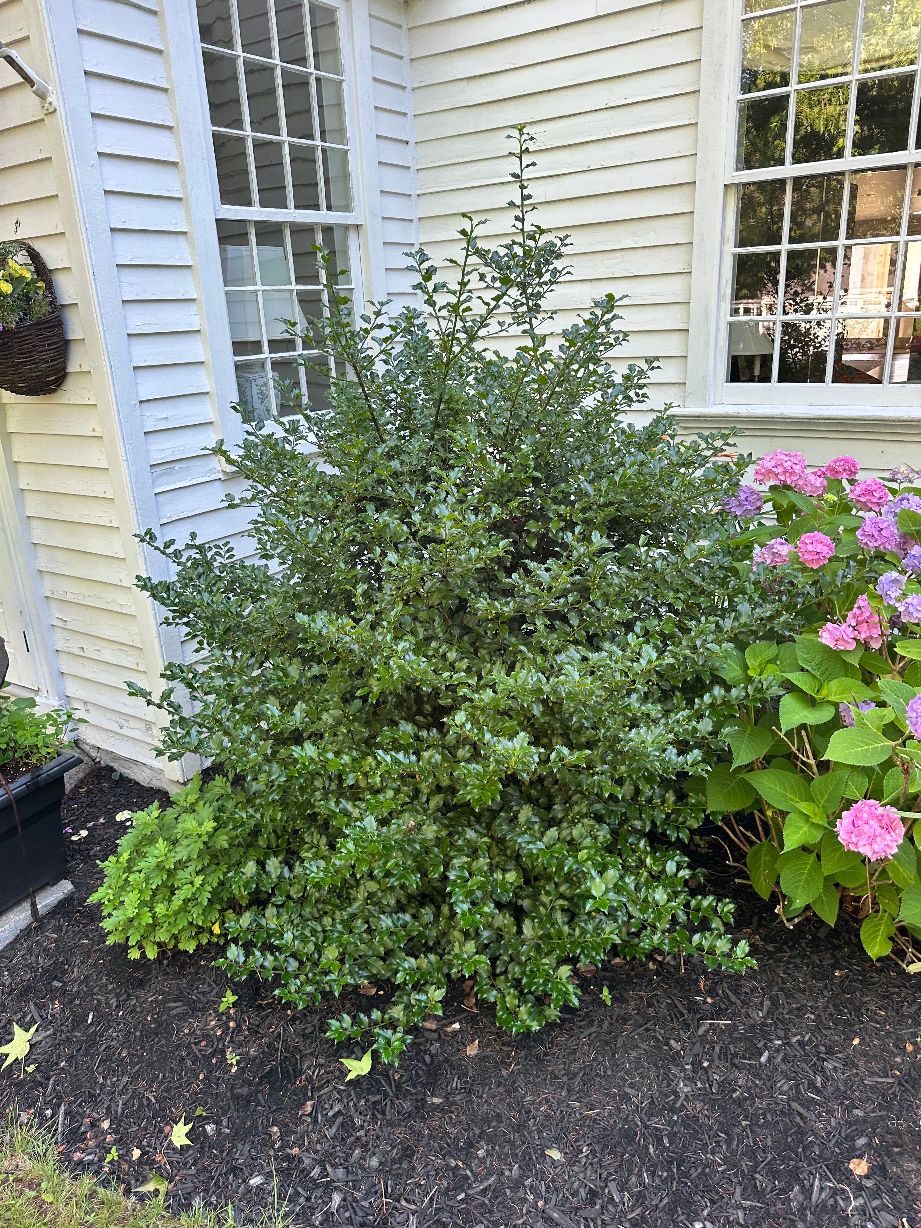 Project Why Hand Pruning a Holly the Right Way Actually Matters image