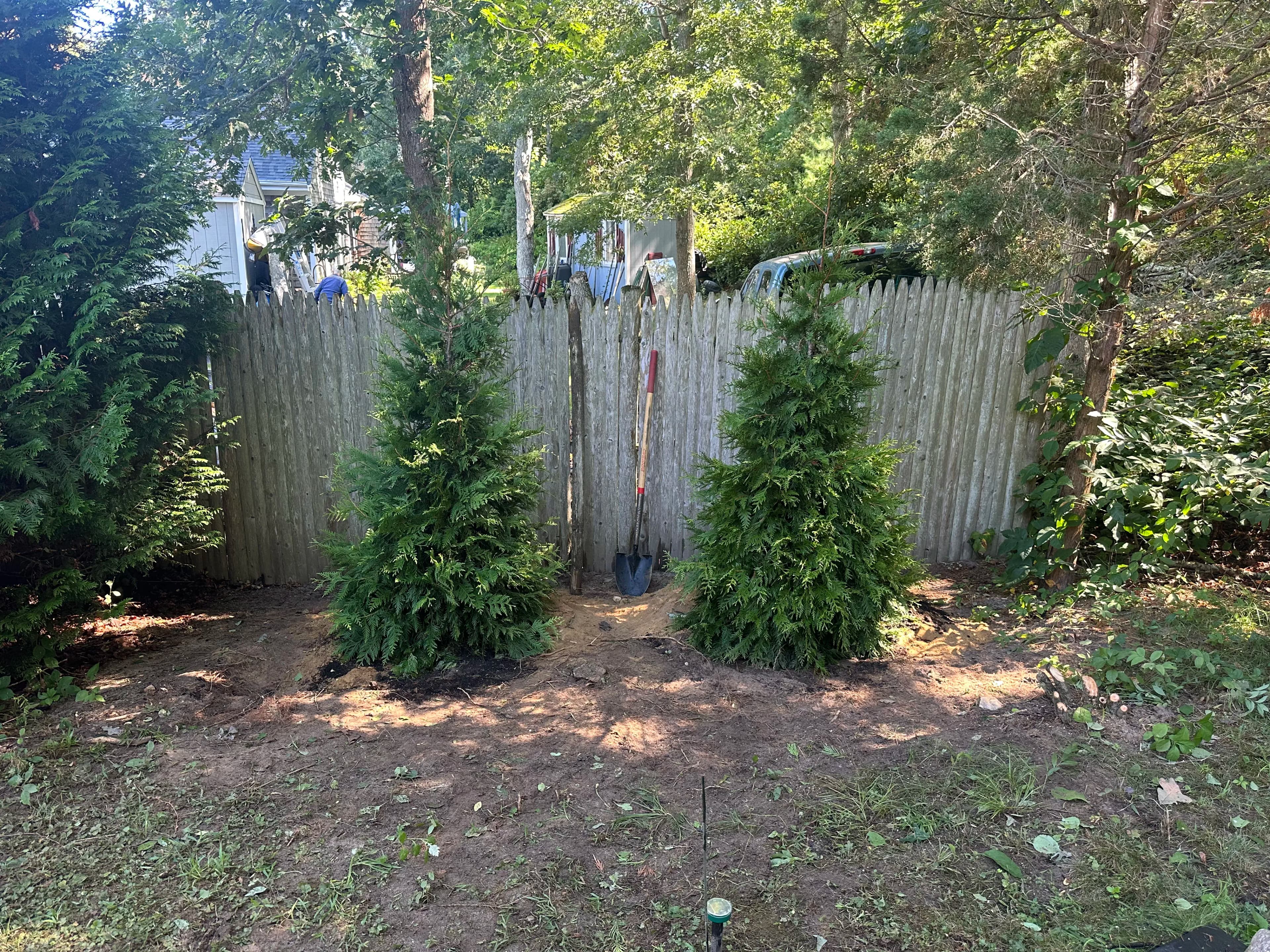 Project Green Giant Arborvitae Installation for Natural Year-Round Privacy image