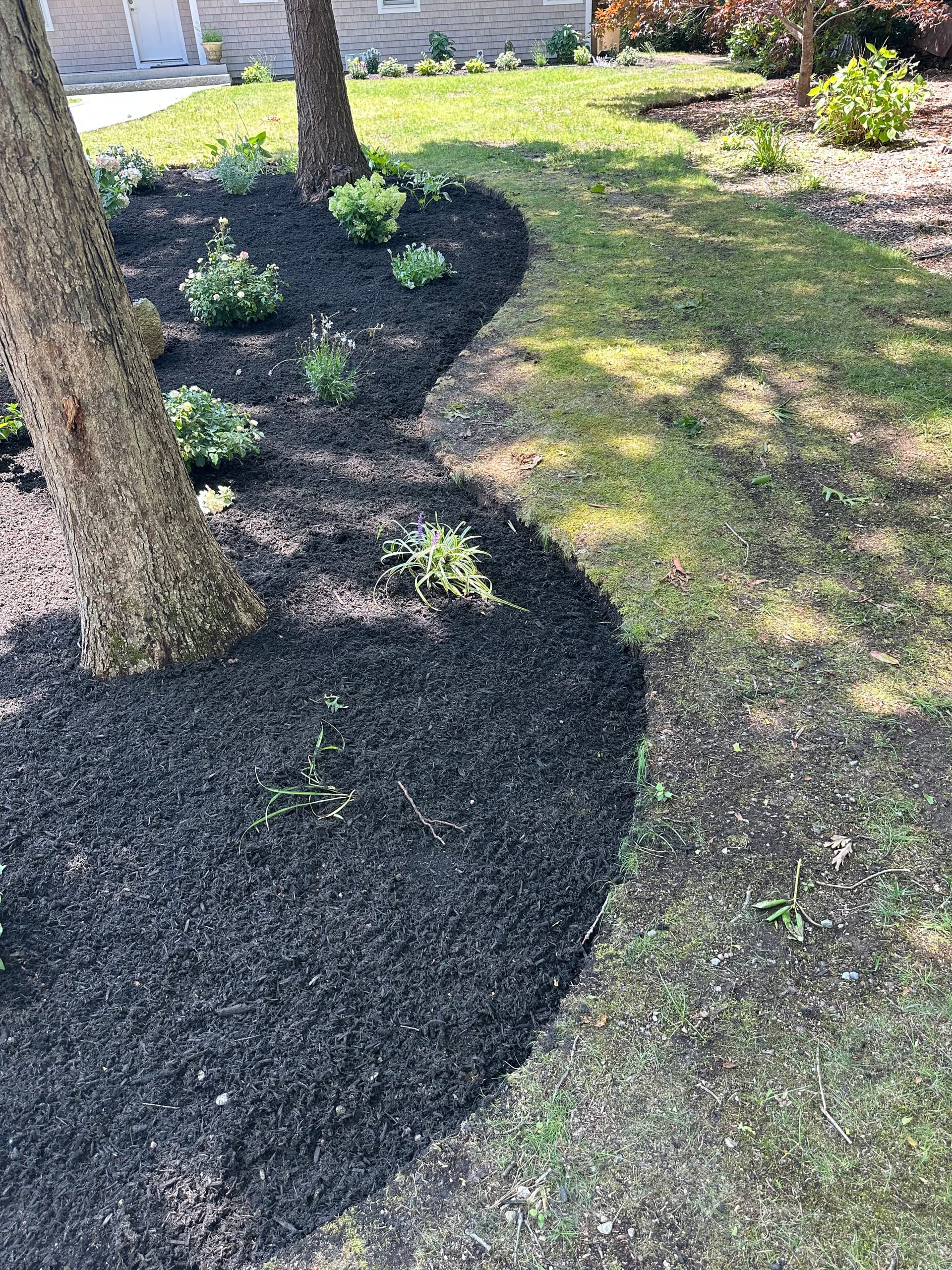 Gallery photos for Front Yard Landscape Reset With New Beds and Black Mulch: Image #8