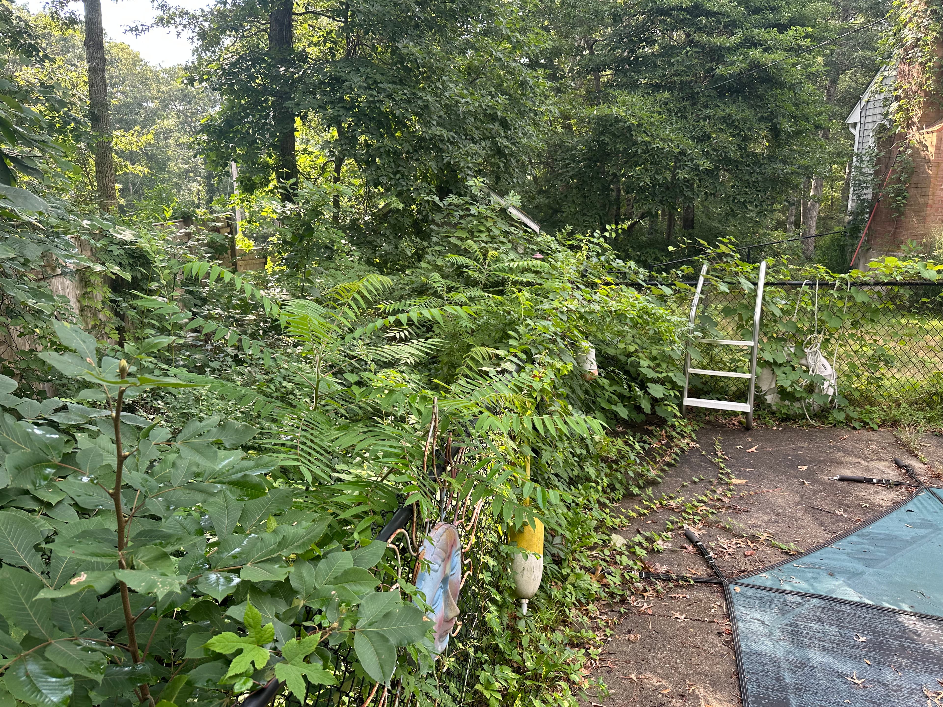 Project Overgrown Fence Line and Brush Cleared Back to Usable Space image